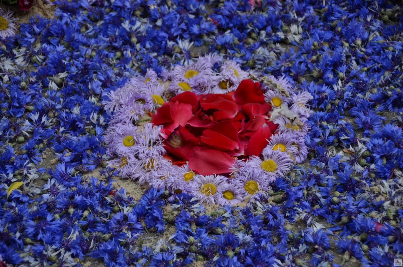 Obraz ułożony na ziemi z żywych kwiatów